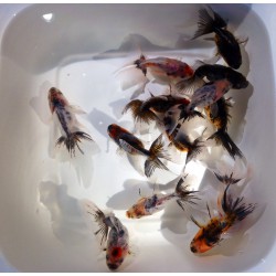 Calico Ryukin cm. 7-8