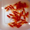 Red Fantail