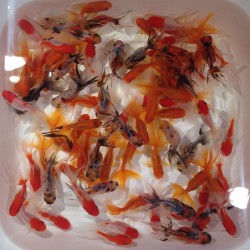 Oranda mix cm 5-6