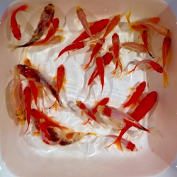 Pesce Rosso Mix Color - Carassius Auratus Mix Color cm. 6-10