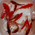 Pesce Rosso Mix - Carassius Auratus Mix Color cm. 10-12
