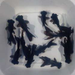 Black Moor cm. 8-9