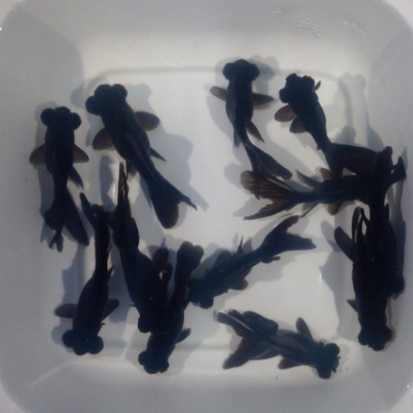 Black Moor