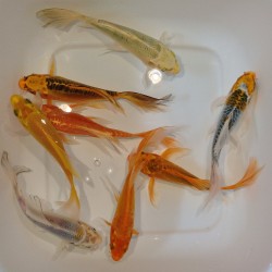 Butterfly Koi mix grado "A"  cm. 12-15