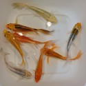 Butterfly Koi mix grado "A"  cm. 12-15