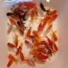 Oranda mix