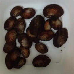 Sinanodonta Woodiana - Cozza filtrante cm. 7-10