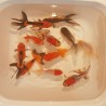 Oranda mix Short Body - Testa di Leone cm. 8-9