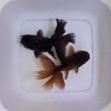 Black Oranda Short Body (Testa di Leone) cm. 11-12