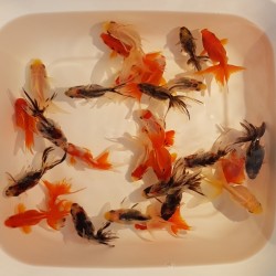 Fantail Mix color cm. 6-7