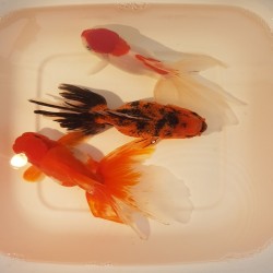 Oranda Mix cm. 14-15