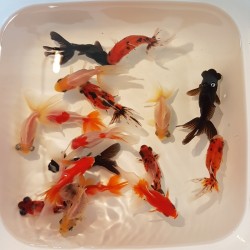Fantail mix cm. 9-10