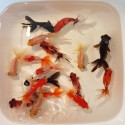Fantail mix cm. 9-10