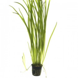 Vallisneria Gigantea