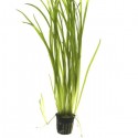 Vallisneria Gigantea