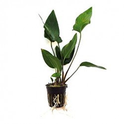 Anubias Hastifolia