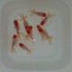 Red Cap Oranda cm. 7-8