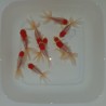 Red Cap Oranda cm. 5-6