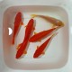 Pesce Rosso - Carassius Auratus cm. 18-20