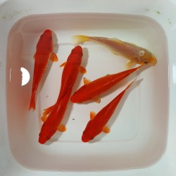 Pesce Rosso - Carassius Auratus cm. 18-20