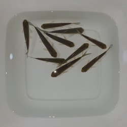 Amur Carpa Erbivora cm. 10-12