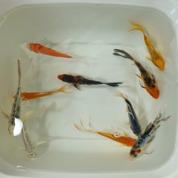 Butterfly Koi mix grado "A"   cm. 10-12