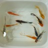Butterfly Koi mix grado "A"  