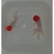 Red Cap Oranda Short Body Grado A