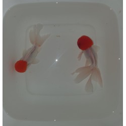 Red Cap Oranda Short Body Grado A cm. 10-11