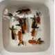 Red Black Oranda cm. 8-9