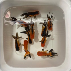 Red Black Oranda cm. 8-9