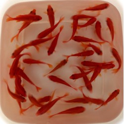 Pesce Rosso Comune - Carassius Auratus Comune cm. 4-7