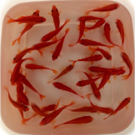 Pesce Rosso Comune - Carassius Auratus Comune