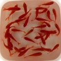 Pesce Rosso Comune - Carassius Auratus Comune cm. 4-7