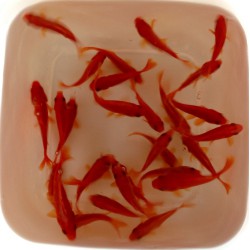 Pesce Rosso Comune - Carassius Auratus Comune cm. 7-10