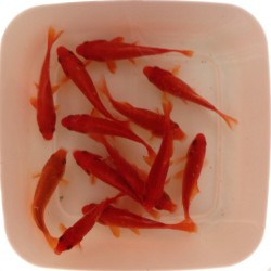 Pesce Rosso Comune - Carassius Auratus Comune cm. 10-12