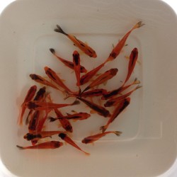 Pesce Rosso Red Black - Carassius Auratus cm.4-6